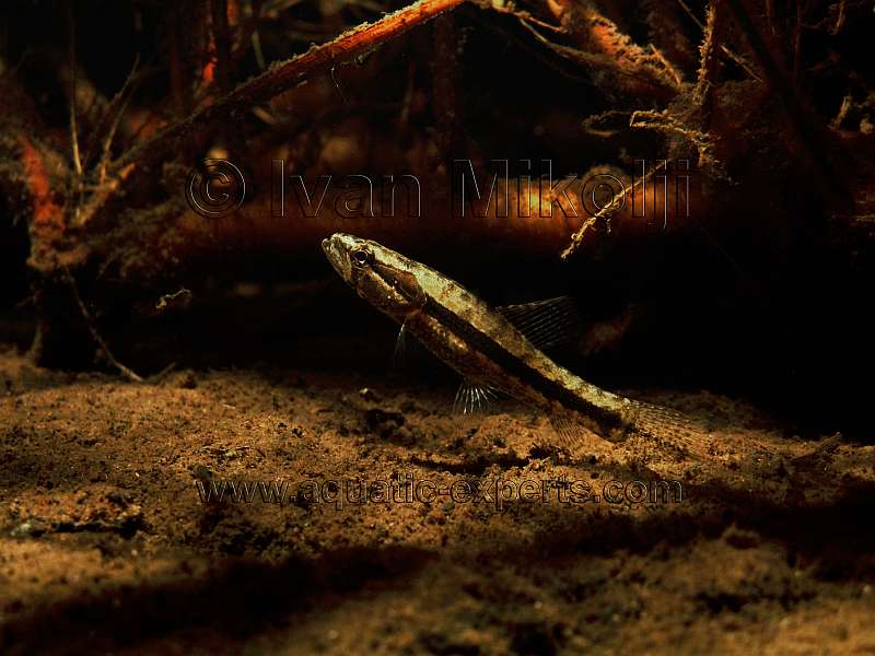 Hoplias malabaricus
